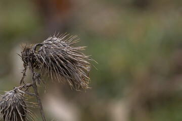 old dried thistle on blurred background
