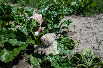 Teddybaers harvesting Curly Kale