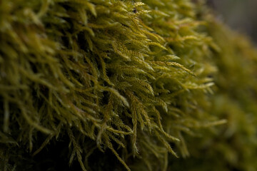 close up of green moss