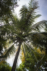 a tall coconut tree that is next to some trees in a park