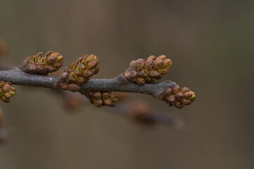 interestingly colored buds on the branch