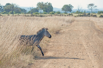 African Zebra in Mikumi national park