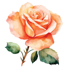 Watercolor Peach Rose Flower Clipart  Isolated on White