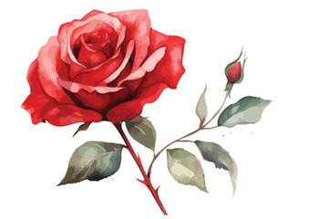 Watercolor Red Rose Clipart  Isolated on White Background