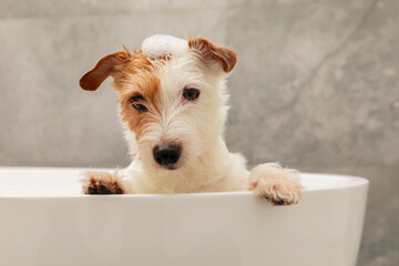 Portrait of cute dog with shampoo foam on head in bath tub indoors