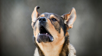 Aggressive dog head on dark background.