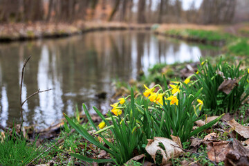 Yellow daffodils bloom on the banks of a stream in Siebenbrunn near Augsburg