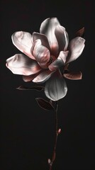 Translucent pink magnolia flower on dark backdrop. Concept of delicate beauty and fine art photography, ideal for decor and elegant themes