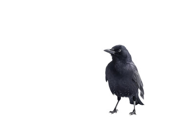Blackbird isolated on transparent background