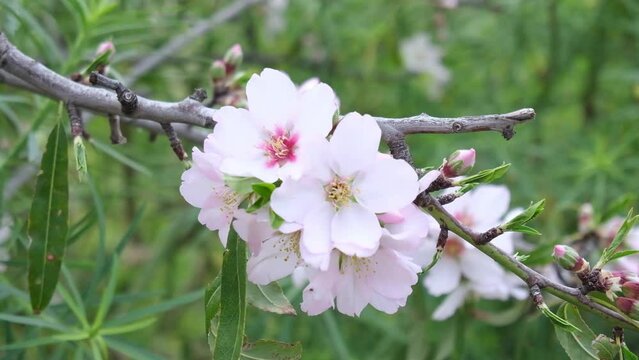 almond flower blossoms cin the garden symbolizing the freshness and joy of the spring season.