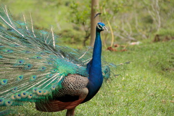 Obraz premium Pavo Real