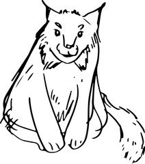 Canadian lynx Sketch