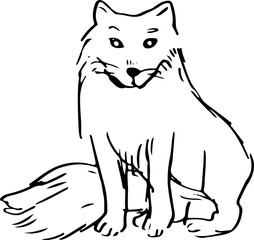 Arctic fox Sketch