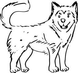 Alaskan Malamute Sketch