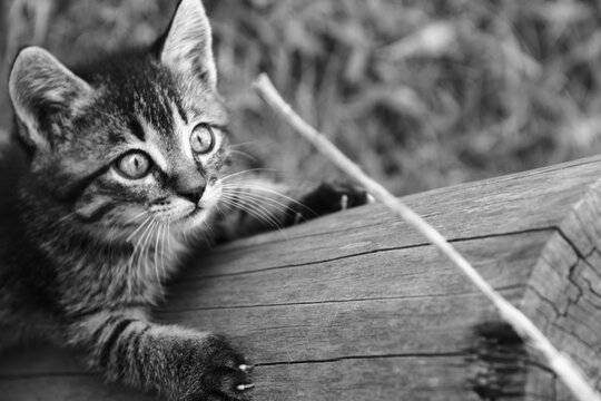 Gato en Blanco y Negro