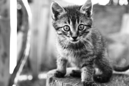 Gato en Blanco y Negro