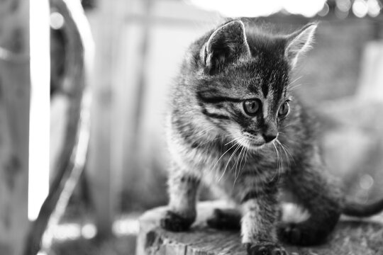 Gato en Blanco y Negro