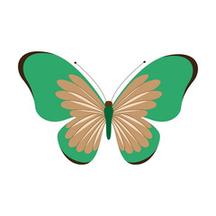 Butterfly vector illustration. Isolated cartoon set icon decorative insect . Vector cartoon set icon butterfly.