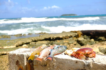 Peces y Cangrejos en el mar