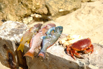 Peces de colores