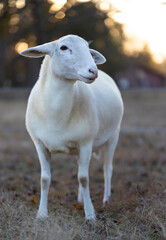 Sunset behind a grown sheep ewe