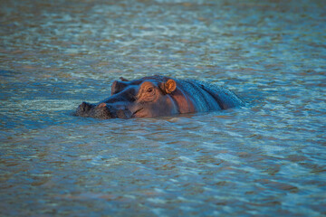 Wild Hippopotamus looking up from the water