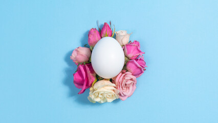 Natural flowers of pink and white roses around chicken egg. Close-up. Blue background. Concept of natural food or Easter holiday