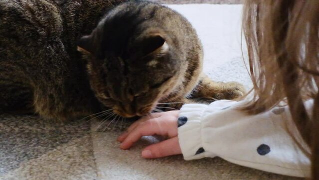 Cat bite.Emotional angry cat. cat bites hand. Cat and child games. High quality 4k footage