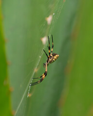 Macro shot of a yellow spider perched on a spider web


