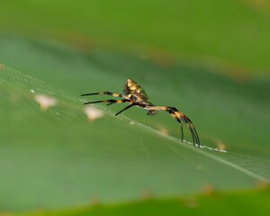 Macro shot of a yellow spider perched on a spider web

