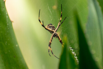 Macro shot of a yellow spider perched on a spider web

