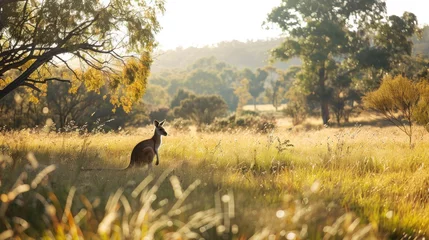  vast and untamed landscapes of Australia, the iconic kangaroo roams freely, embodying the spirit of the outback. With its distinctive features and boundless energy © Thares2020