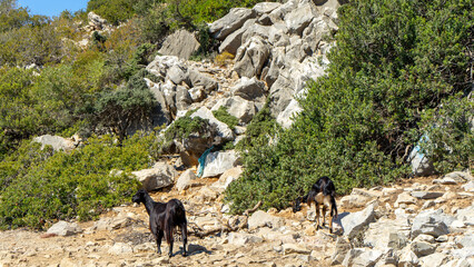 Wild mountain goats on wild abandoned Camellia island in Aegean Sea, Turkey. Boat trips in Aegean...