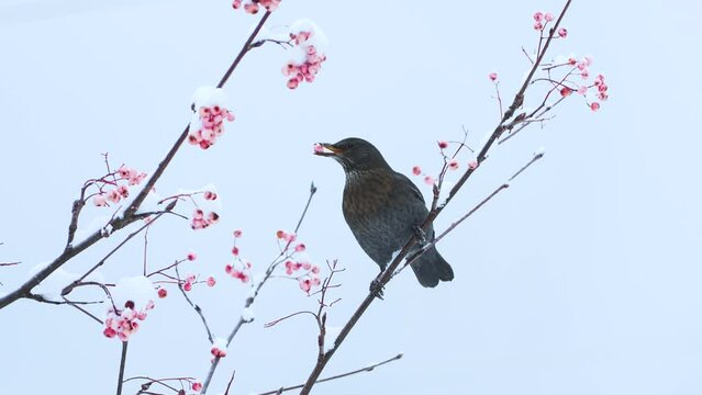 blackbird (Turdus merula) merlo