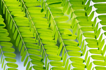 Green fern tree branches with leaves curtains tropical forest in Vietnam