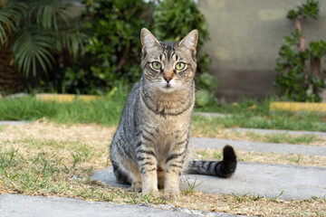 Naklejka na ściany i meble Cute roman cat in the garden staring directly to the camera lense