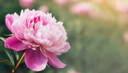 Fototapeta premium Horizontal banner with pink peony on blurred background. Beautiful nature.