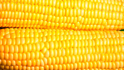 fresh and delicious raw organic corn