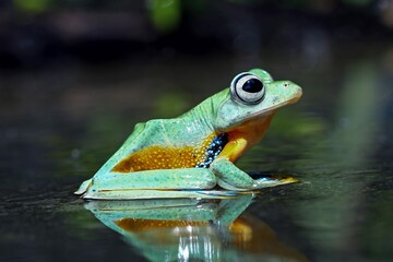 Flying Frog Reflection Rachophorus Reinwardtii Javan Tree Frog