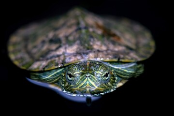 Brazilian Turtle Closeup Reflection Brazilian Turtle Closeup Water 2