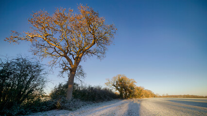 Obraz na płótnie Canvas Row of Trees on Frosty Winter Morning