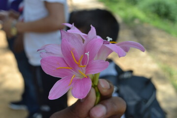 Person holding a pink rain lilly.