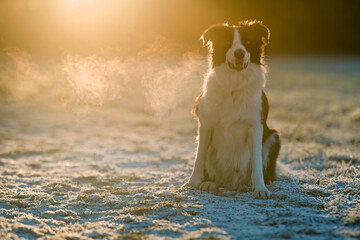 Collie Dog Visibly Breathing On a Cold and Frosty Morning