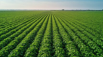 View of a vast soybean farm agricultural field with a blue sky background.