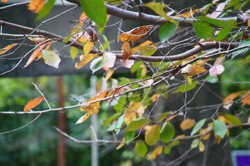 愛宕神社の境内で紅葉に染まる木々