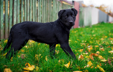 A black labrador is standing sideways on the green grass against the background of a blurred fence. The puppy is four months old. Autumn. Street. The photo is blurred.