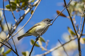Blue-headed Vireo perched on tree branch