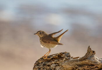 Hermit Thrush perched on log on the beach