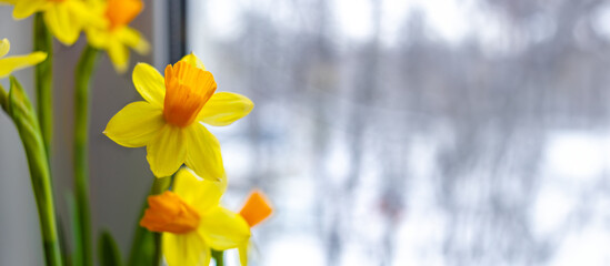 Yellow daffodils in early spring by window against background of melting snow in city. Women's Day,...