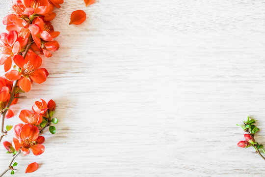 Beautiful fresh red quince flowers on white wooden table background. Empty place for inspirational, emotional, sentimental text, quote or sayings. Closeup. Top down view.